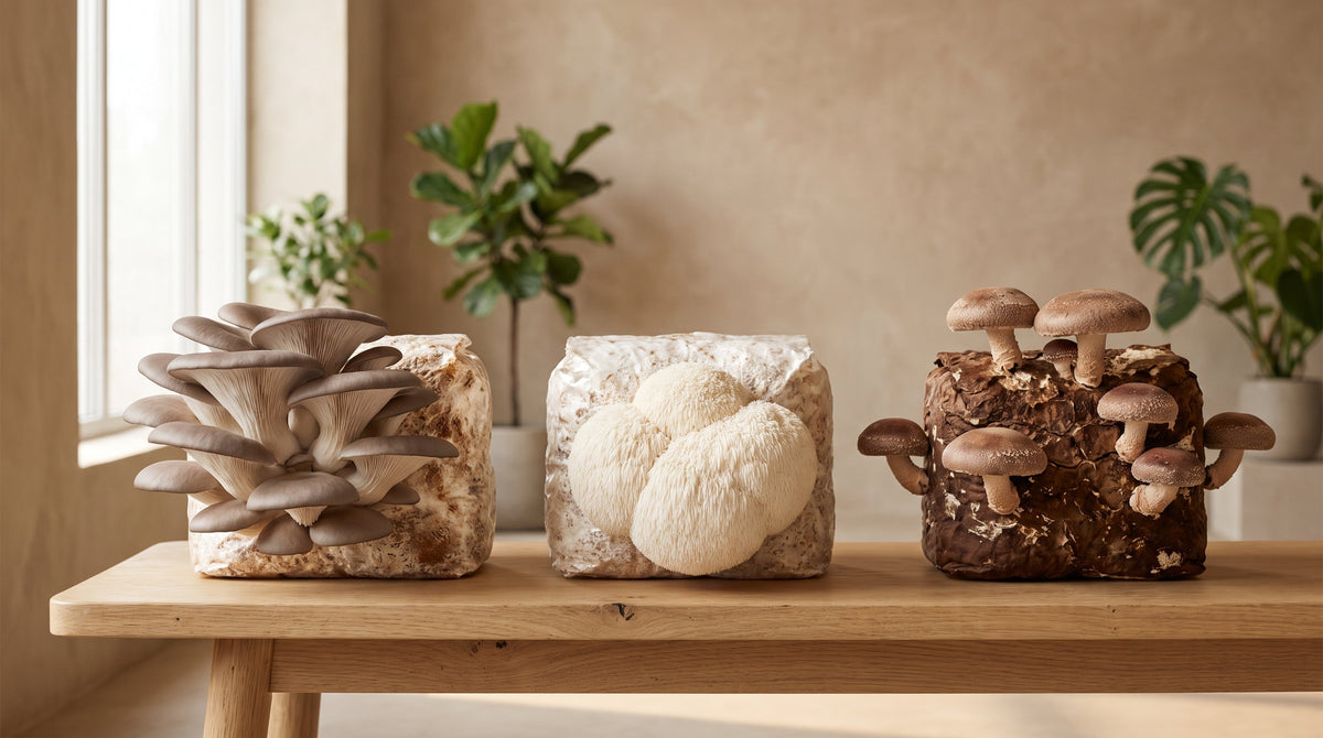 Bloques de Ostra Gris, Melena de León y Shiitake fructificando sobre una mesa.