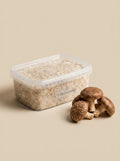Bloque de Sustrato Shiitake - Recambio Premium LuminaFungi